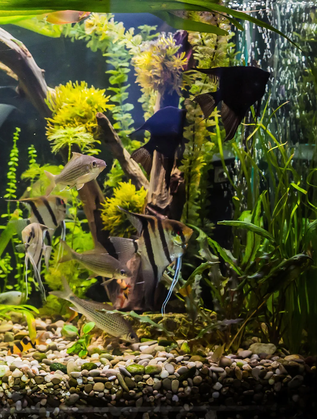  Umzug mit Aquarium Anleitung – 
